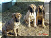 Great Dane Puppies , Great Danes for Sale , Great Dane Breeders